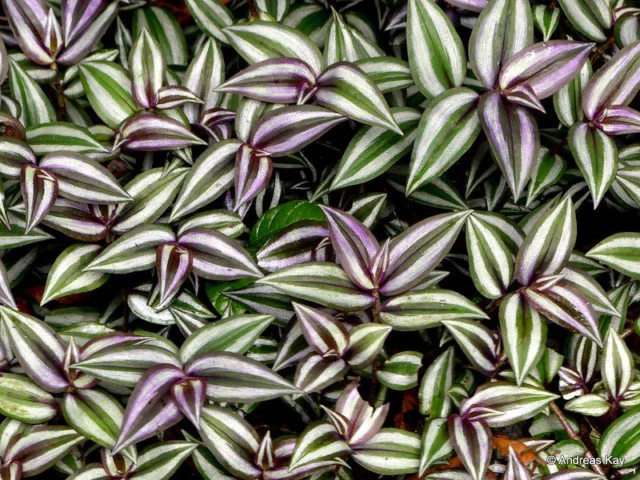 Tradescantia zebrina 