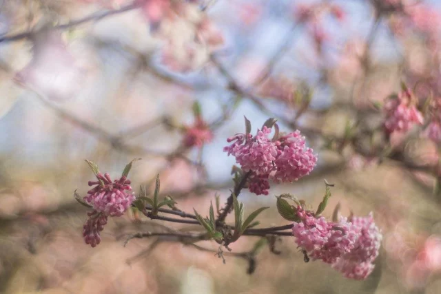 fiori invernali