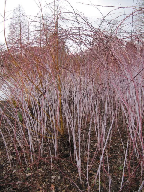 Rubus cockburnianus