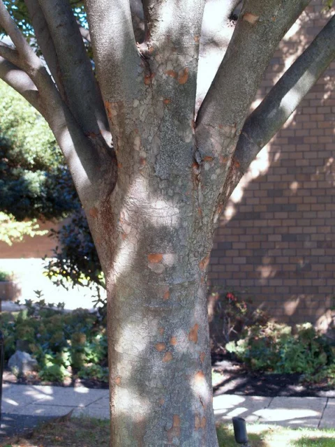 Zelkova serrata