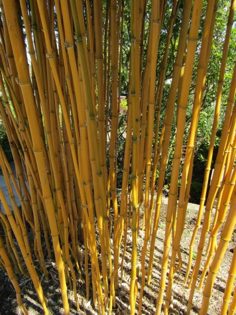 Phyllostachys aureosulcata f. aureocaulis corteccia alberi arbusti