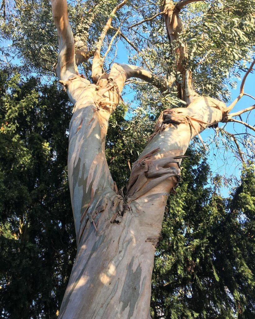 Eucalyptus gunnii  corteccia in giardino