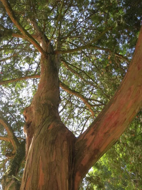 Taxus baccata corteccia in giardino