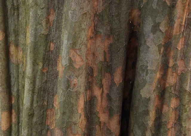 cortecce in giardino Pseudocydonia sinensis