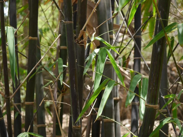 Phyllostachys nigra