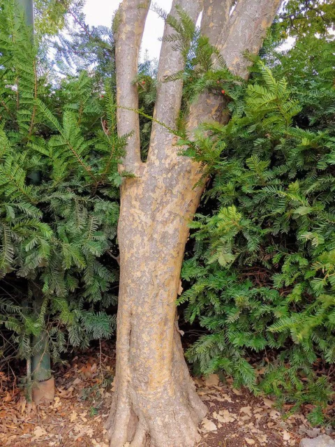 Cornus kousa corteccia