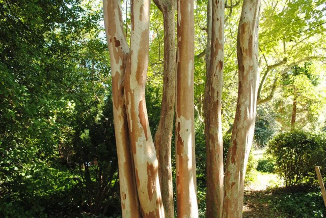 corteccia in giardino Lagerstroemia indica