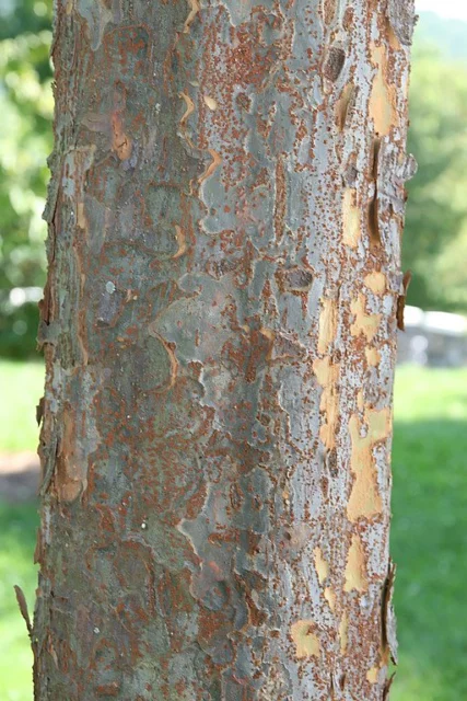 Ulmus parvifolia corteccia