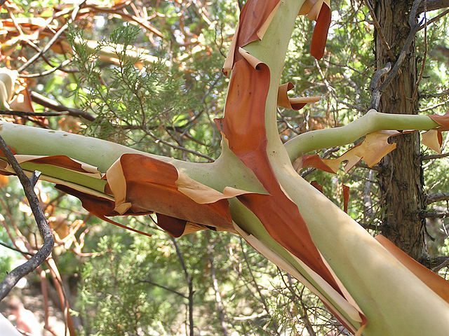 segatura per il giardino. trama della corteccia d'albero che giace a terra.  sfondo da una corteccia di albero con piccoli fiori rossi e foglie gialle  in autunno 4543099 Stock Photo su Vecteezy