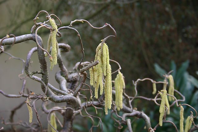 Corylus_avellana 'Contorta'