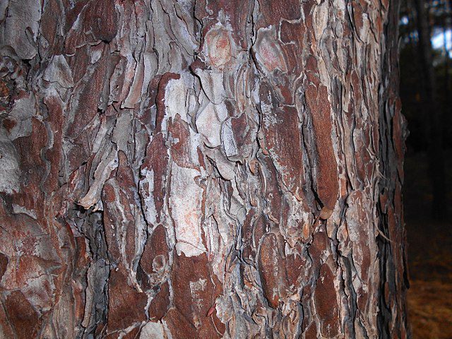 Pinus nigra corteccia in giardino