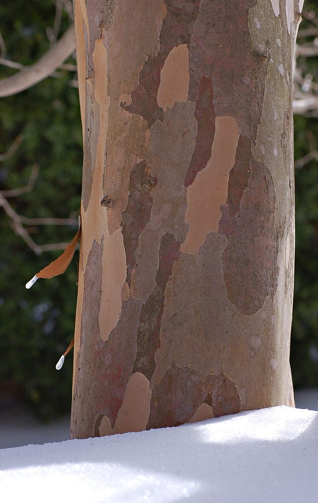 Stewartia pseudocamellia corteccia giardino