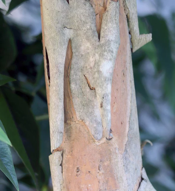 Tristaniopsis laurina corteccia