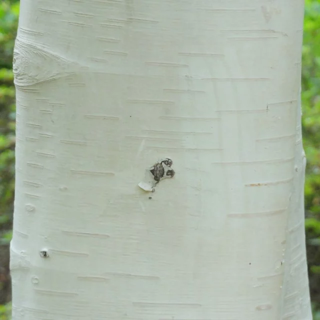 Betula utilis var. jacquemontii