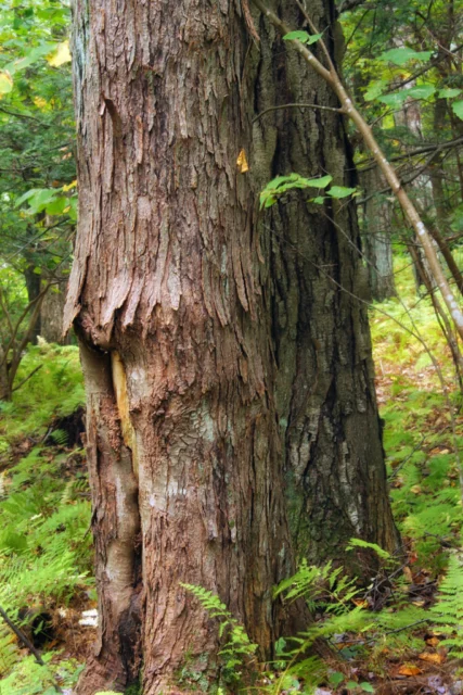 Carya ovata