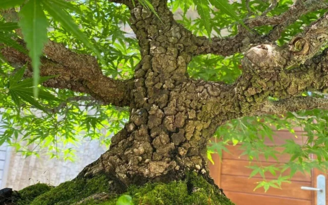 Acer palmatum