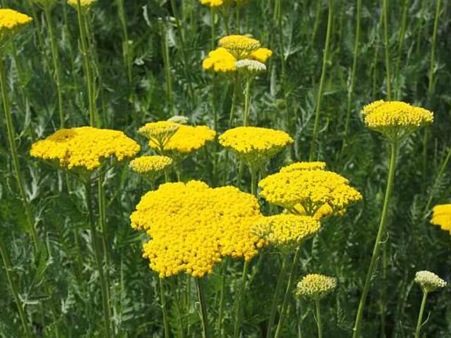 Achillea