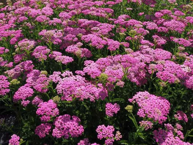 Achillea