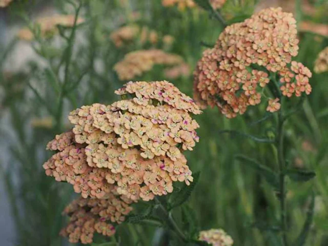 Achillea