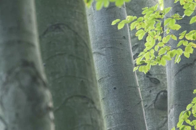 cortecce alberi arbusti