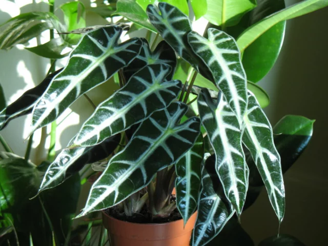 Alocasia x amazonica