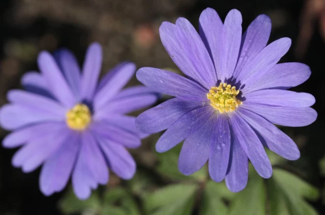 Anemone blanda