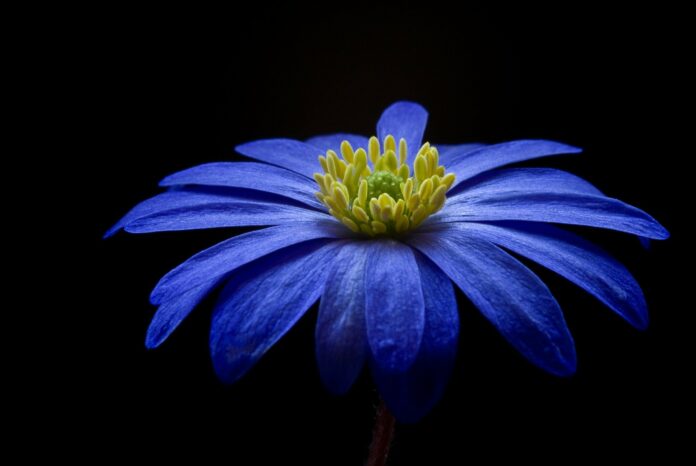 fiori blu primavera