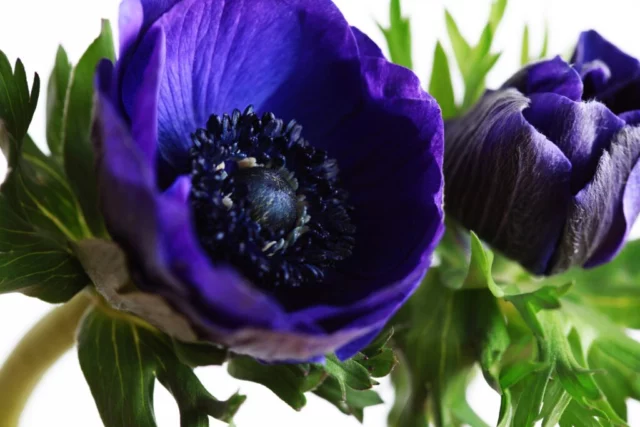 Anemone coronaria fiori blu primavera