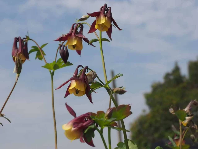 Aquilegia