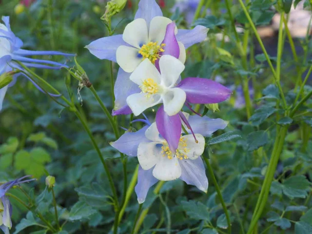 Aquilegia