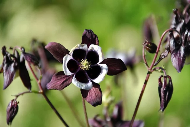 Aquilegia 'William Guiness' 