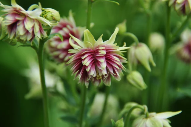 Aquilegia stellata 'Nora Barlow'