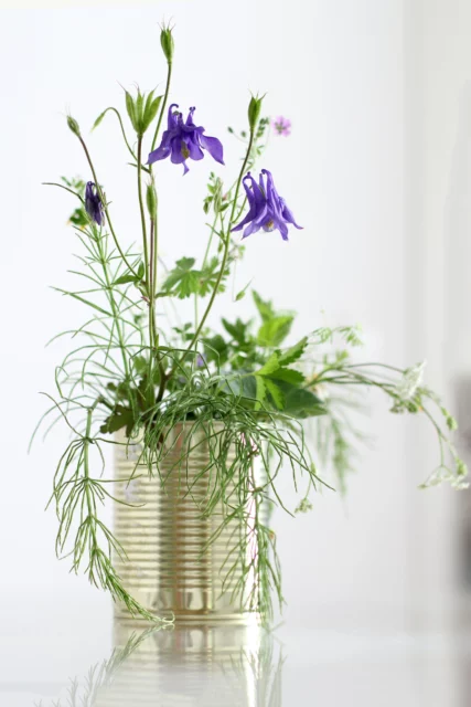 Aquilegia in vaso