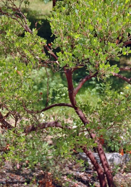Arctostaphylos densiflora corteccia alberi arbusti