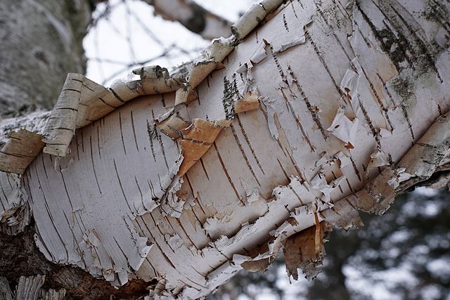 Betula_papyrifera corteccia alberi arbusti