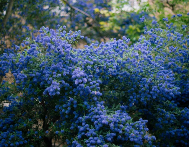 Ceanothus