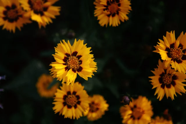 Coreopsis