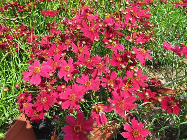 Coreopsis Limerock Ruby