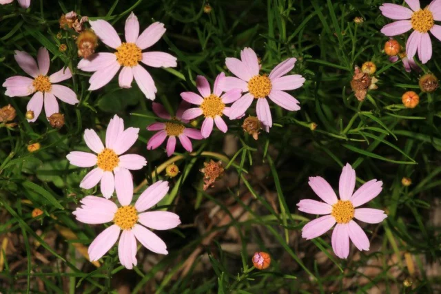 Coreopsis rosea