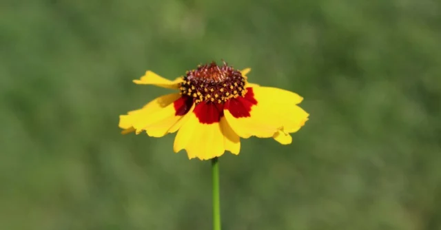 Coreopsis tinctoria