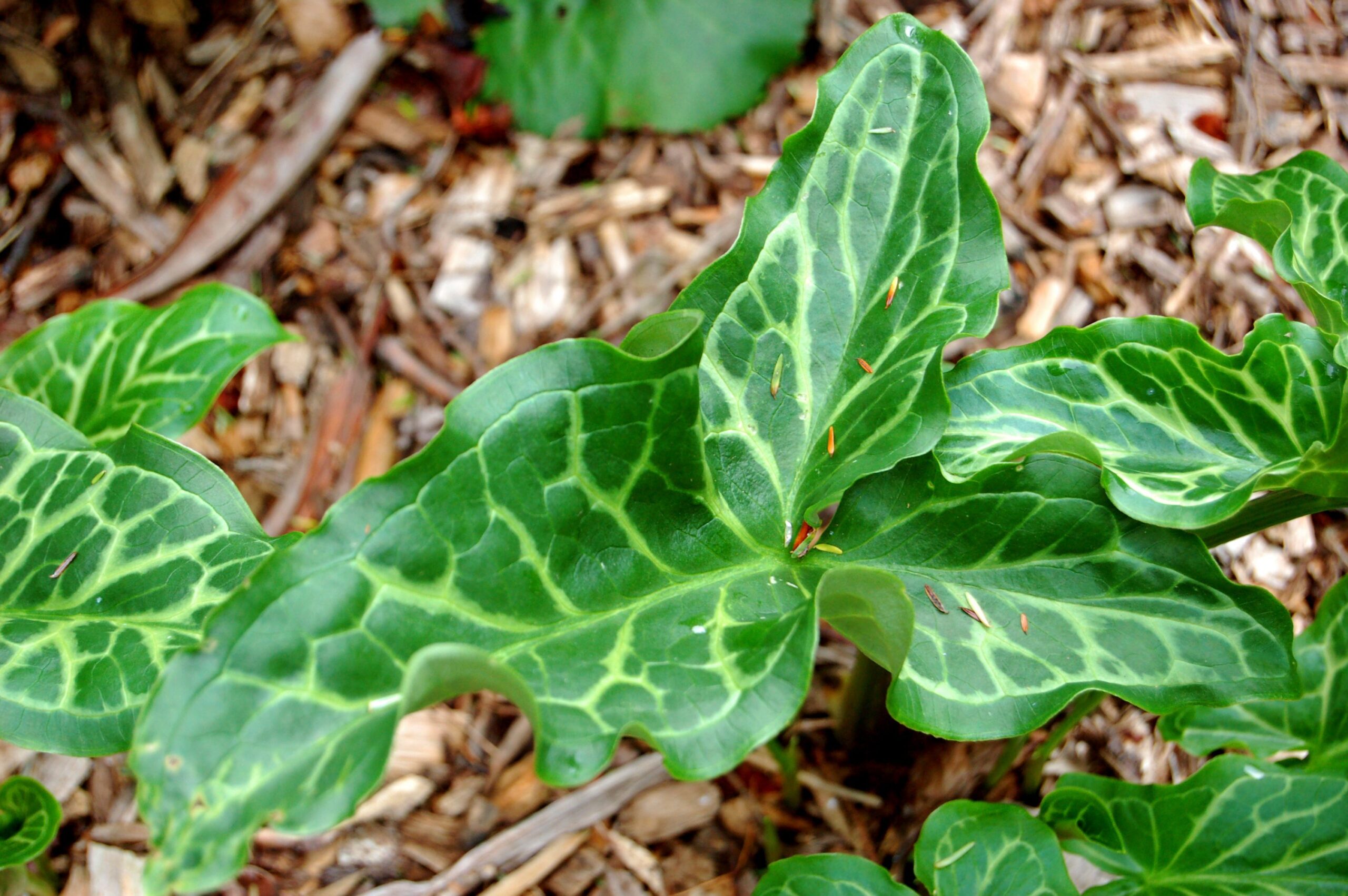 Arum italicum foglie