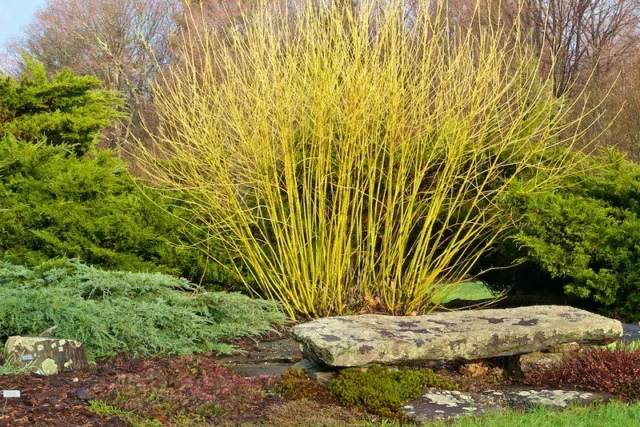 Cornus sericea âFlavirameaâ