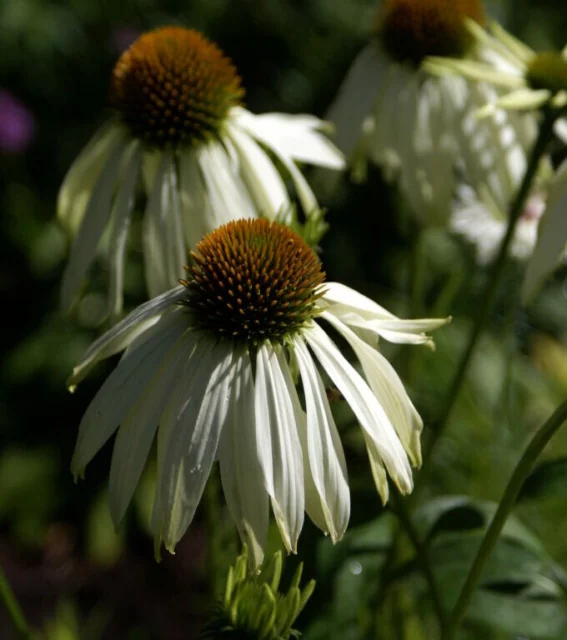 Echinacea bianca