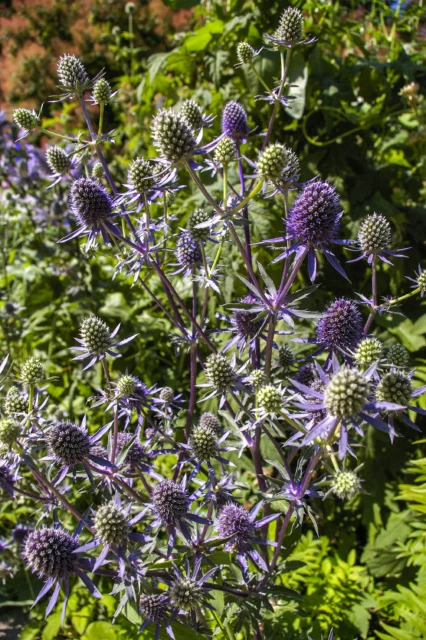 Eryngium