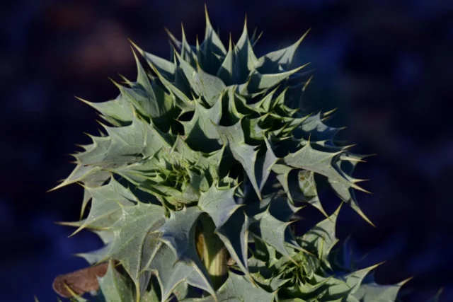 Eryngium maritimum