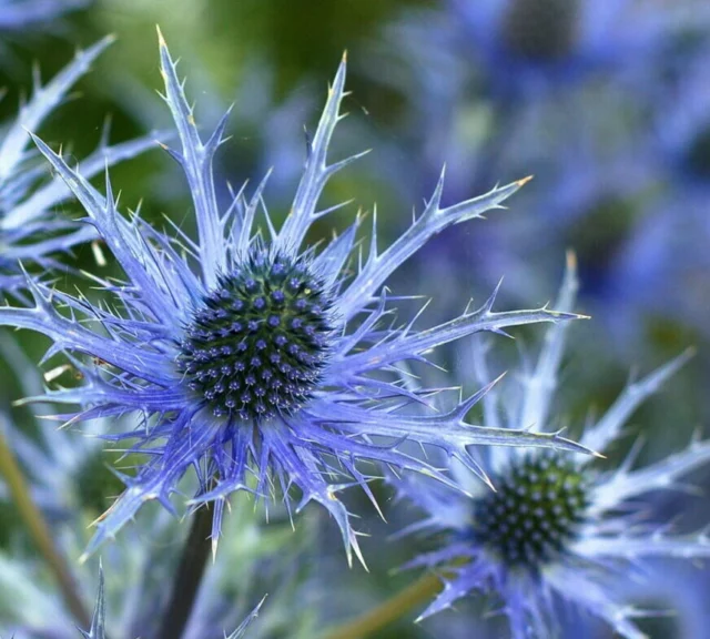 Eryngium sole