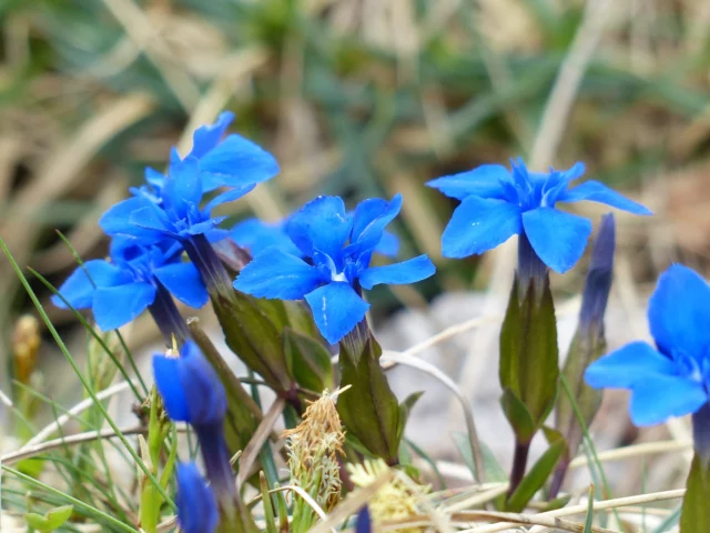 Gentiana verna