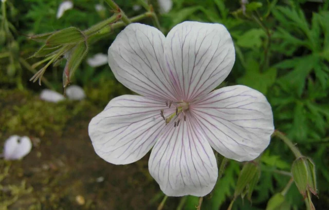 Geranium clarkei