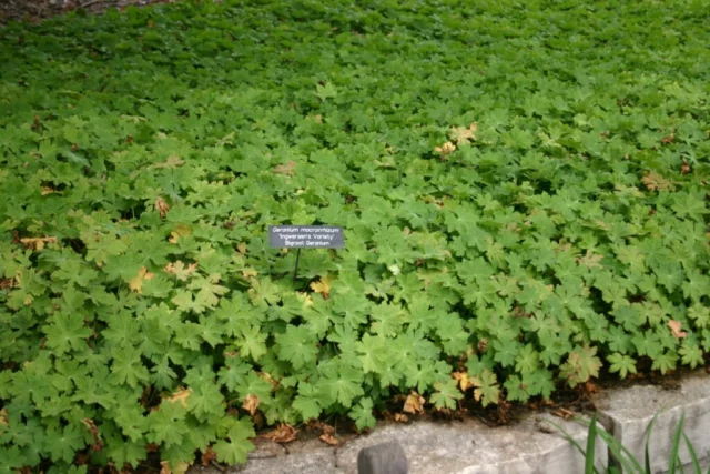 Geranium tappezzante