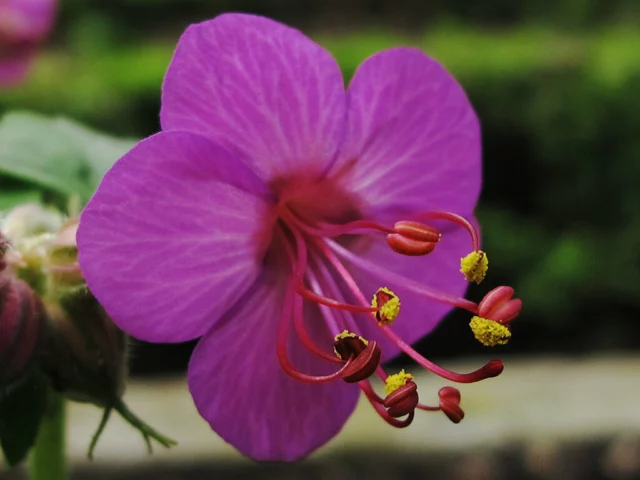 Geranium macrorrhizum